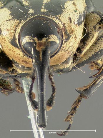 Media type: image;   Entomology 5202 Aspect: head frontal view
